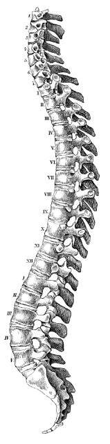 Spinal code